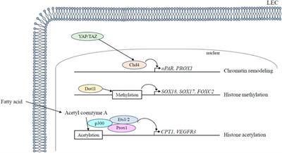 Mechanical forces in lymphatic vessel development: Focus on transcriptional regulation